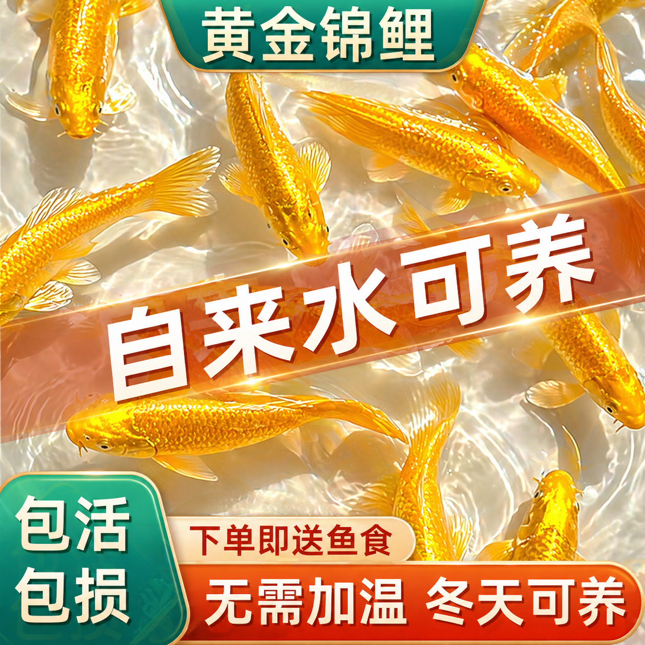 黄金锦鲤活鱼观赏鱼好养耐活自来水可养淡水冷水鱼苗活体小金鱼
