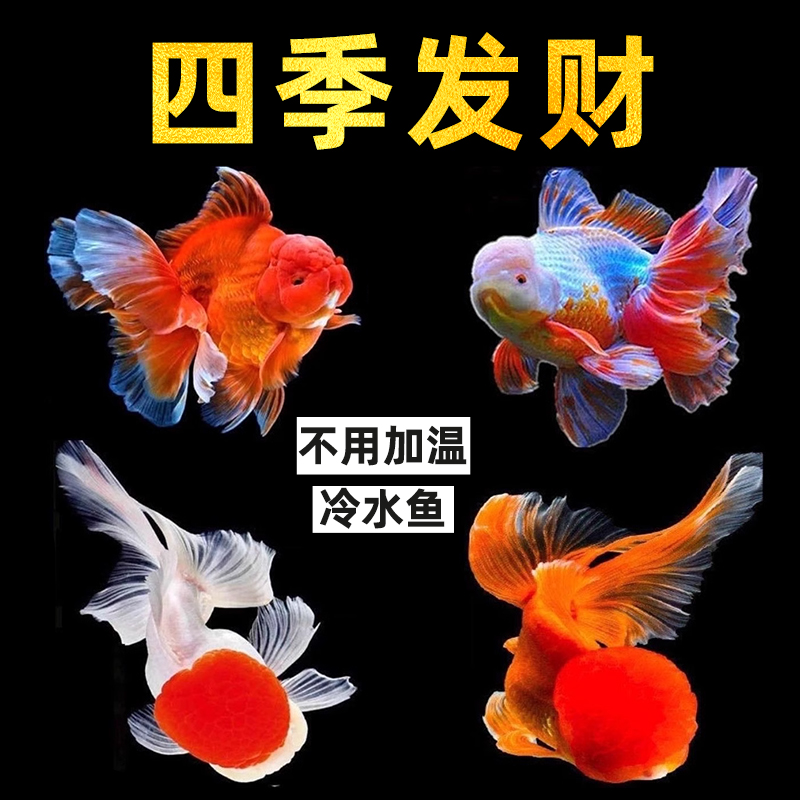 金鱼兰寿金鱼黄金锦鲤百褶泰狮活鱼红狮子头国狮金鱼冷水鱼