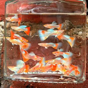 火烧云孔雀鱼孕母小型热带鱼凤尾鱼精品纯种淡水好养耐活胎生鱼苗