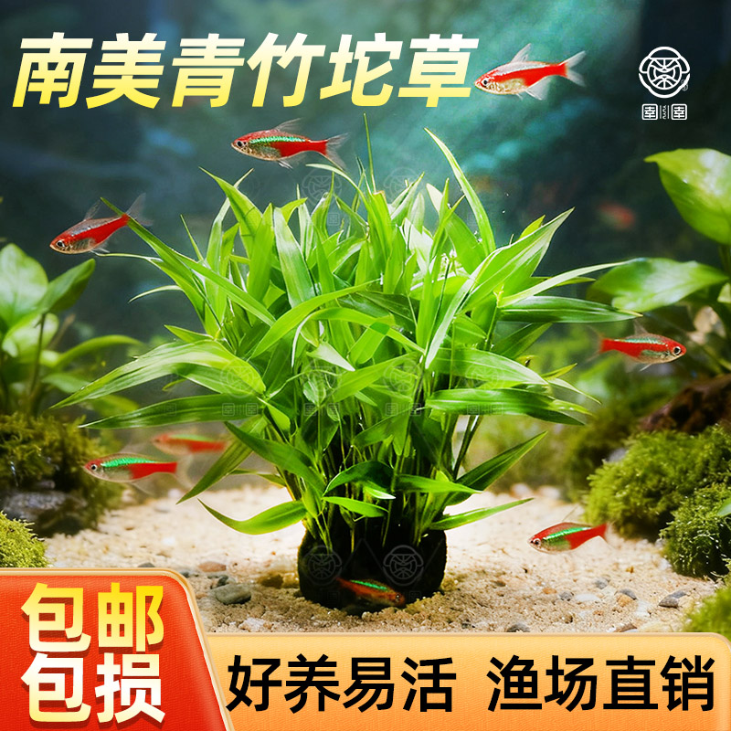 水草鱼缸专用南美青竹淡水新手植物懒人红色后景造景水草增氧净化