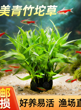 水草鱼缸专用南美青竹淡水新手植物懒人红色后景造景水草增氧净化
