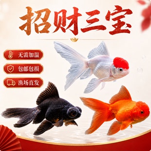 鸿运当头金鱼狮子头活体观赏鱼冷水鱼鱼兰寿丹顶红不加温好养