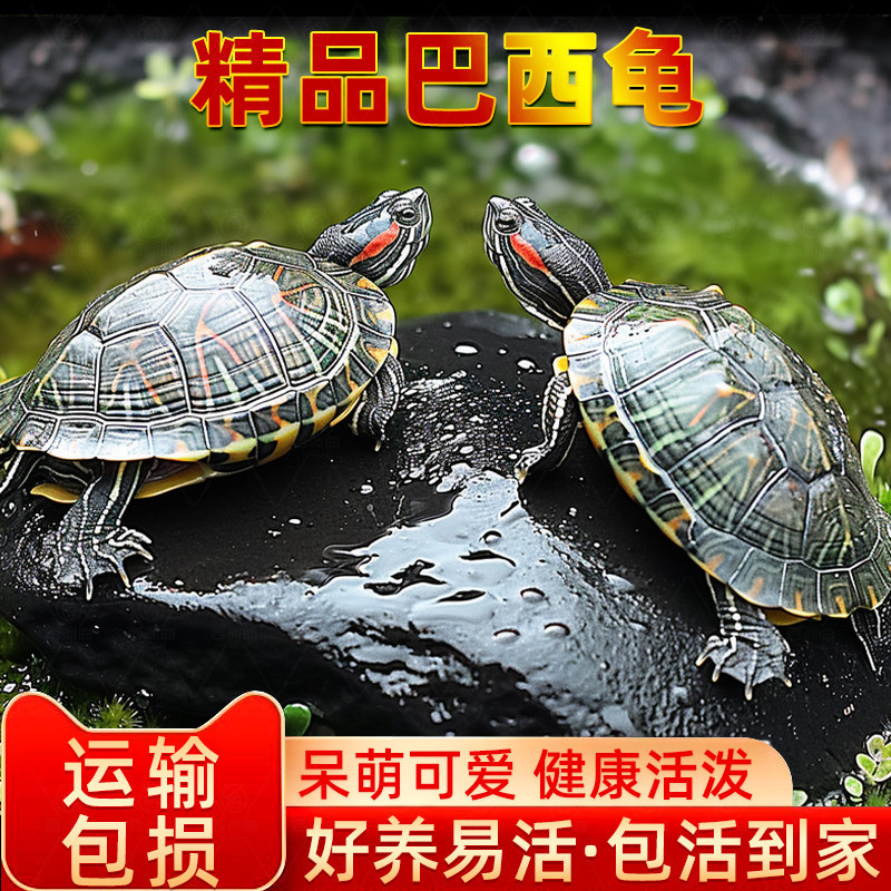 巴西龟情侣龟乌龟活物家养观赏宠物龟金钱龟黄金祥瑞龟红耳小水龟,宠物/宠物食品及用品,龟/鳖,淘宝优惠券,粉丝福利购,淘宝优惠卷