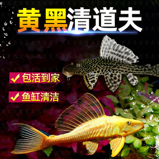 鱼缸清洁工清道夫金苔鼠鱼活体观赏热带淡水吃屎垃圾粪便清理藻类