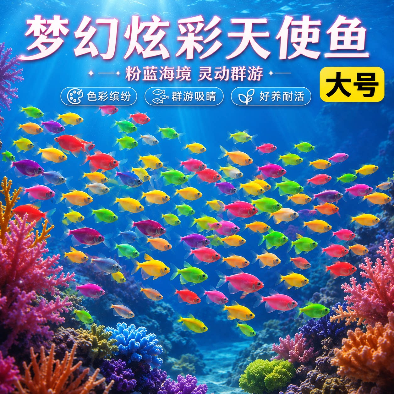 大号天使鱼观赏鱼活鱼群游活体