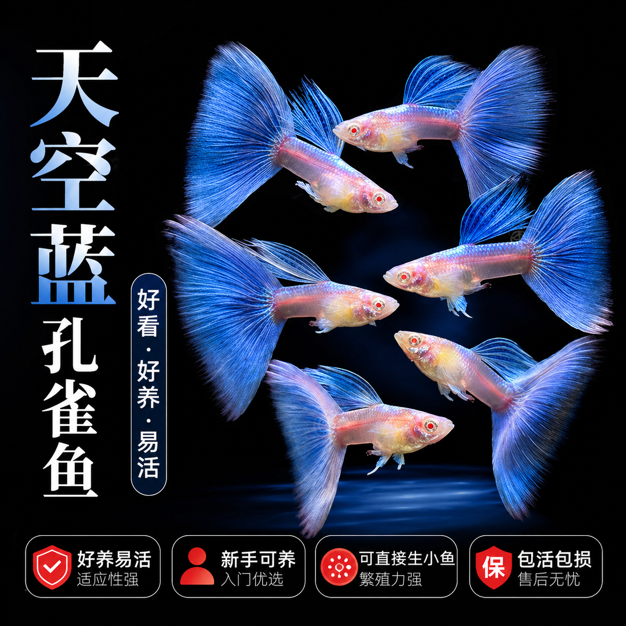 天空蓝孔雀鱼孕母小型热带鱼凤尾鱼精品纯种淡水好养耐活观赏鱼