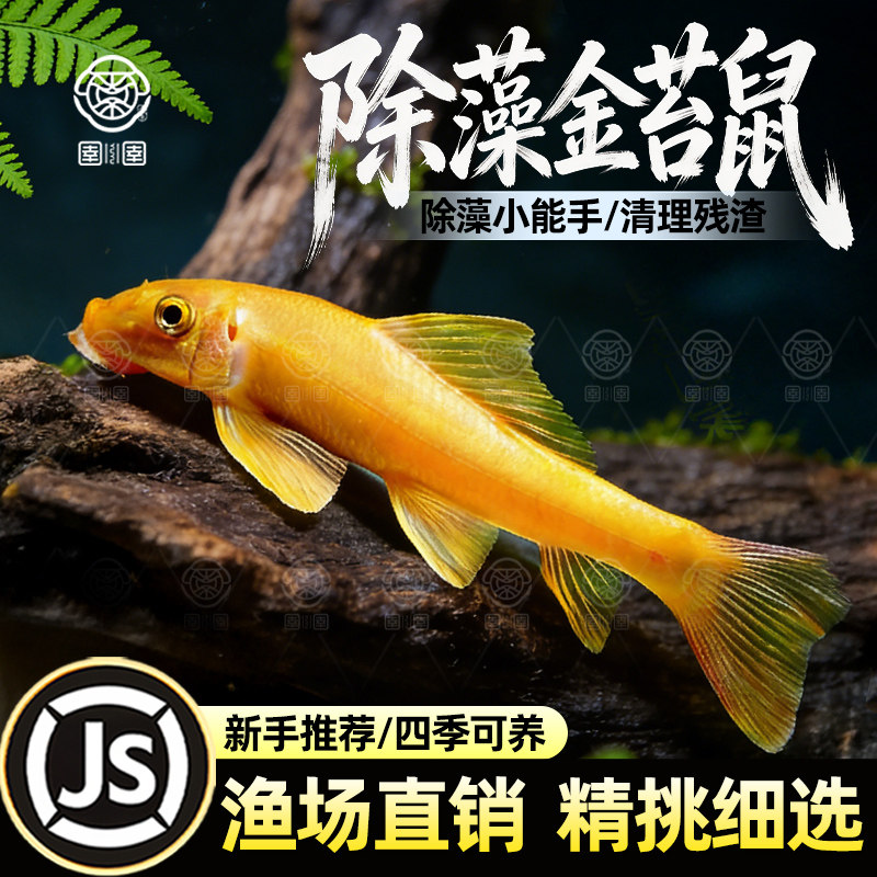 金苔鼠清缸除藻淡水热带观赏鱼清道夫鼠鱼清洁活体清理残渣工具鱼