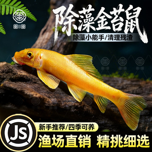 金苔鼠清缸除藻淡水热带观赏鱼清道夫鼠鱼清洁活体清理残渣工具鱼
