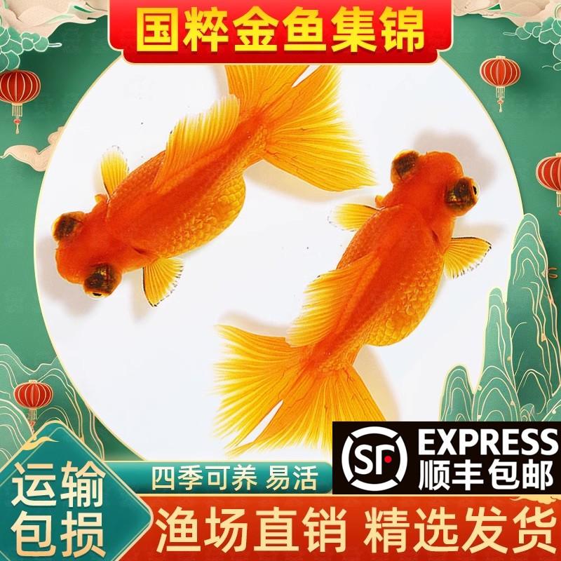 红龙睛包活金鱼观赏鱼淡水好养