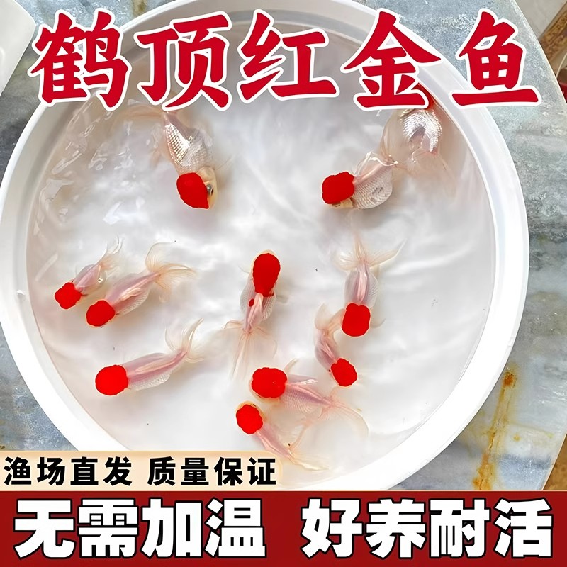 小金鱼活鱼观赏鱼冷水淡水红草鱼好养耐活鸿运当头国粹金鱼丹顶红