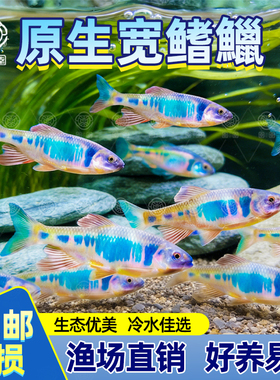 原生鱼长鳍鱲发色宽鳍鱲溪石斑彩马口鱼观赏冷水鱼活体淡水鱼耐养