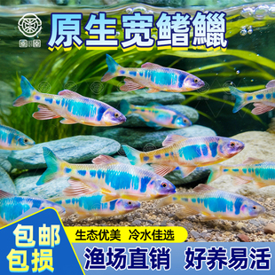 原生鱼长鳍鱲发色宽鳍鱲溪石斑彩马口鱼观赏冷水鱼活体淡水鱼耐养