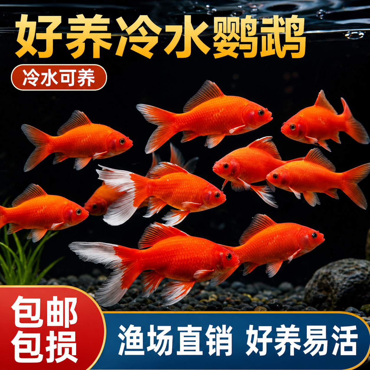 冷水血鹦鹉鱼淡水观赏鱼冷水鱼新手好养耐活的精品血鹦鹉活鱼鱼苗