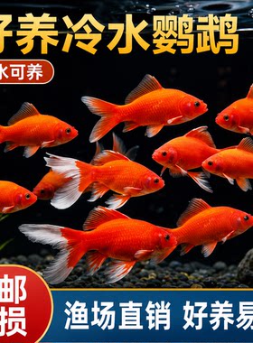 冷水血鹦鹉鱼淡水观赏鱼