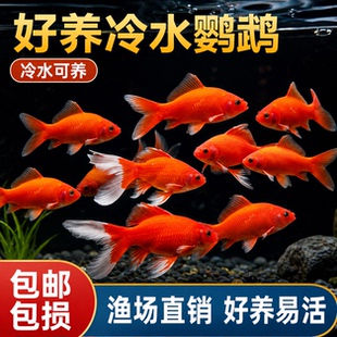 冷水血鹦鹉鱼淡水观赏鱼冷水鱼新手好养耐活的精品血鹦鹉活鱼鱼苗