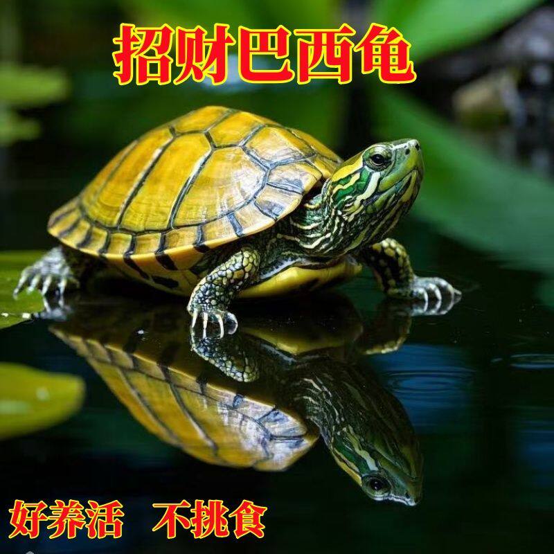 【黄金巴西龟】大小乌龟龟苗观赏乌龟活物家养宠物龟超大批发包活