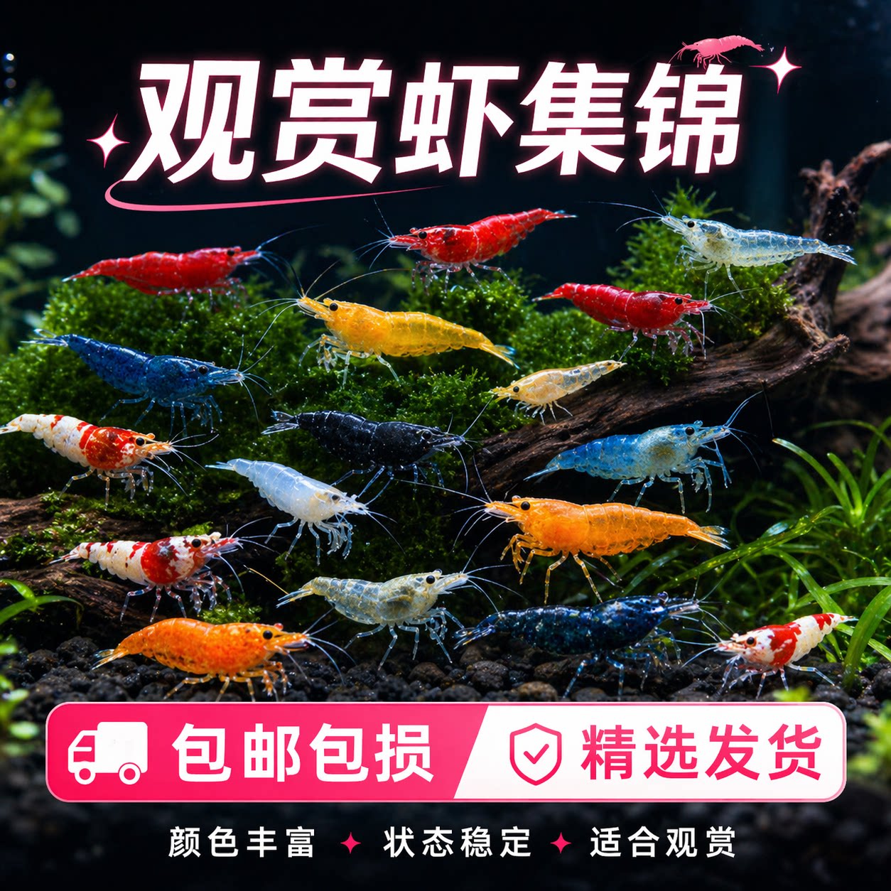 观赏虾鲜活观赏水晶虾好养耐活淡水冷水大号除藻樱花虾鱼苗观赏鱼