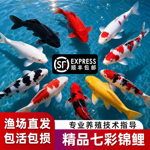 顺丰观赏鱼锦鲤鱼金鱼活鱼冷水鱼懒人鱼淡水小型好养耐活红白三色