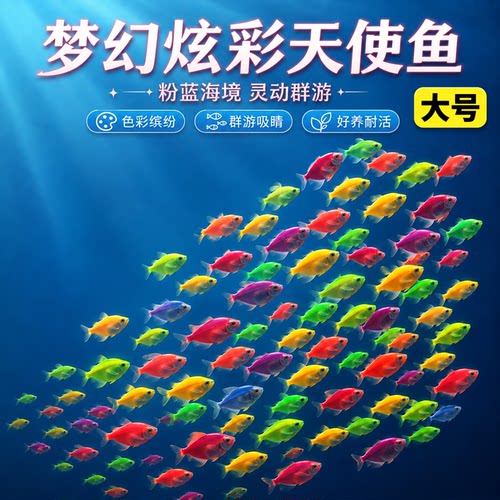 大号天使鱼观赏鱼活鱼群游活体