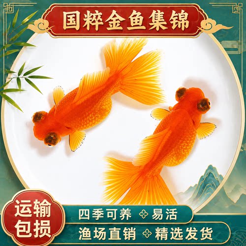 红龙睛包活金鱼观赏鱼淡水好养