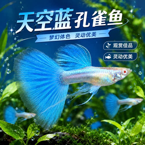 天空蓝孔雀鱼孕母小型热带鱼