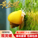 黄金螺除藻螺观赏螺鱼缸清洁黑金刚吃藻苹果斑马螺吃粪工具淡水螺