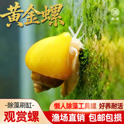 黄金螺除藻螺观赏螺鱼缸清洁黑金刚吃藻苹果斑马螺吃粪工具淡水螺