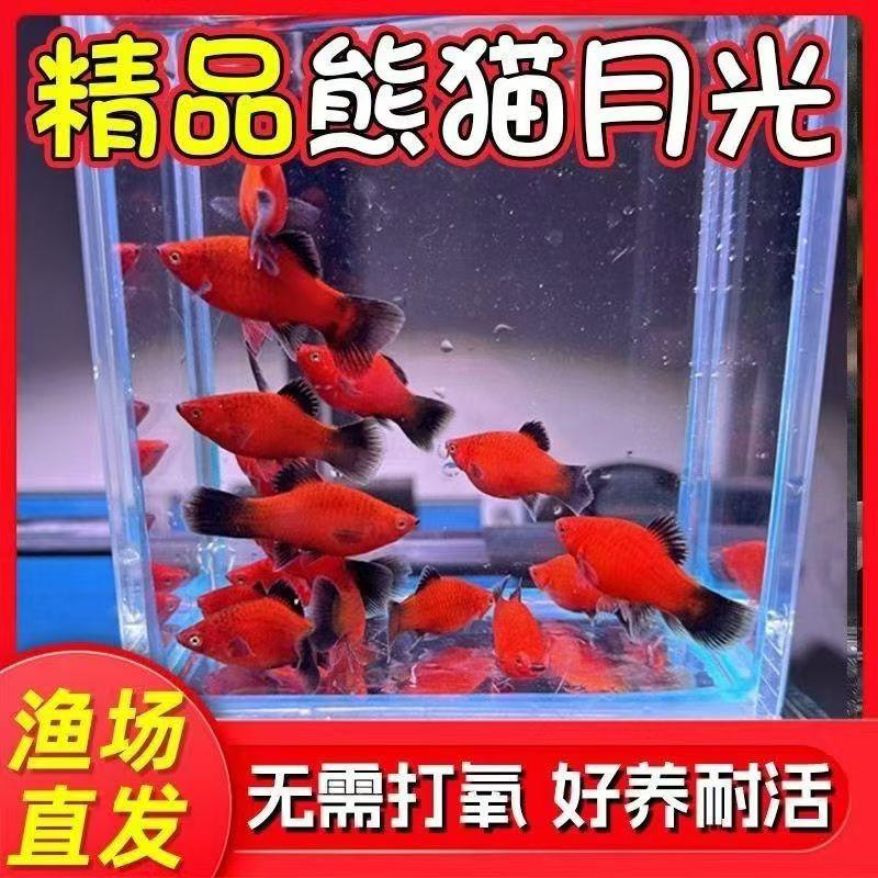 熊猫月光黑尾月光米奇鱼胎生鱼