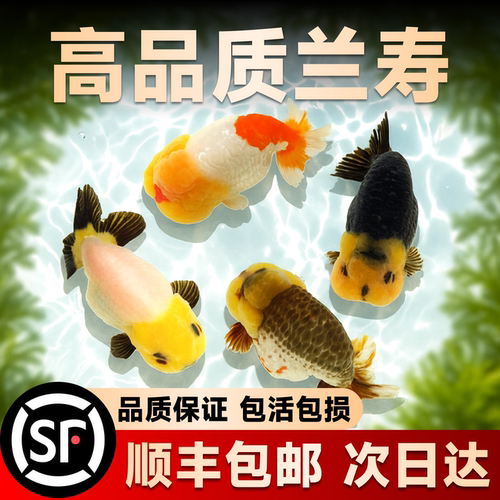 兰寿金鱼活鱼苗小国粹精品冷水淡水鱼好养耐活奶牛波妞泰狮观赏鱼