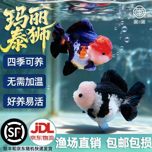 精品玛丽金鱼泰狮金鱼熊猫三色玛丽狮头金鱼观赏鱼冷水鱼好养玛丽
