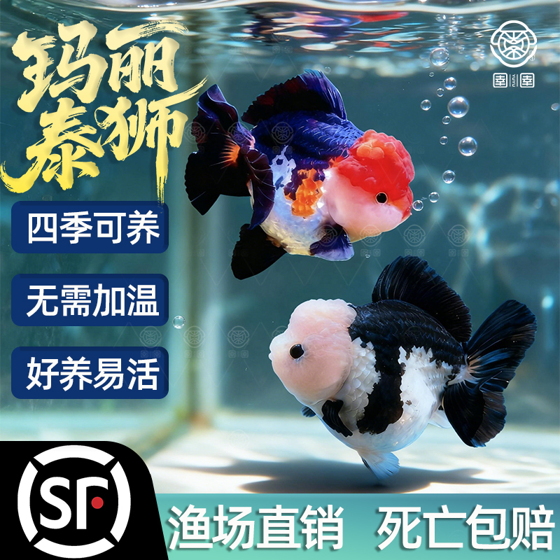 精品玛丽泰狮金鱼活鱼黑白熊猫