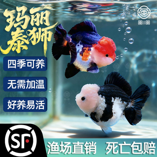 精品玛丽泰狮金鱼活鱼黑白熊猫