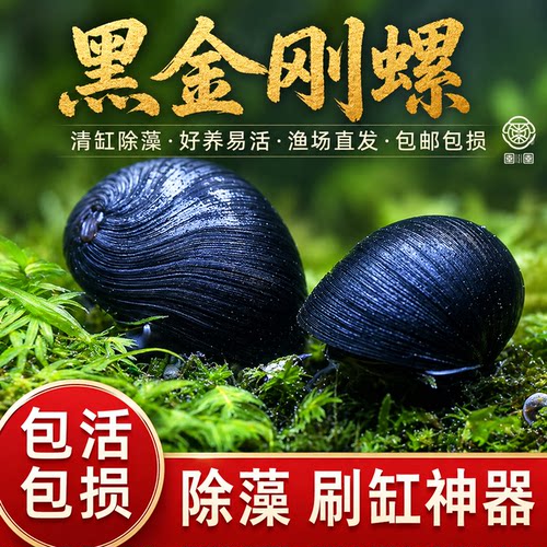 黑金刚螺观赏螺苹果螺彩蛋
