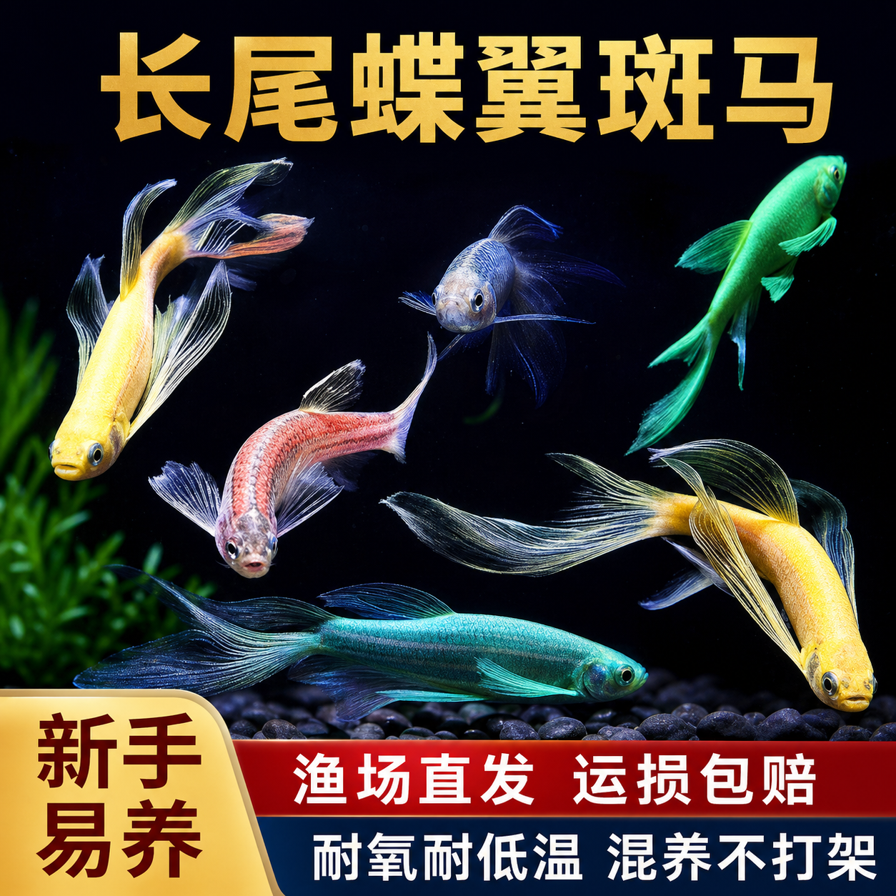 长尾蝶翼斑马鱼耐低温翡翠绿蓝莓荧光斑马鱼冷水鱼练手活体鱼好养