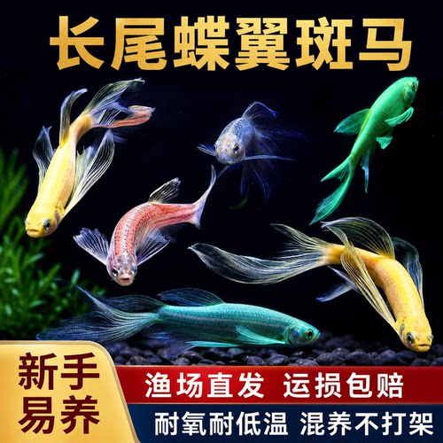 长尾蝶翼斑马鱼耐低温翡翠绿蓝莓荧光斑马鱼冷水鱼练手活体鱼好养