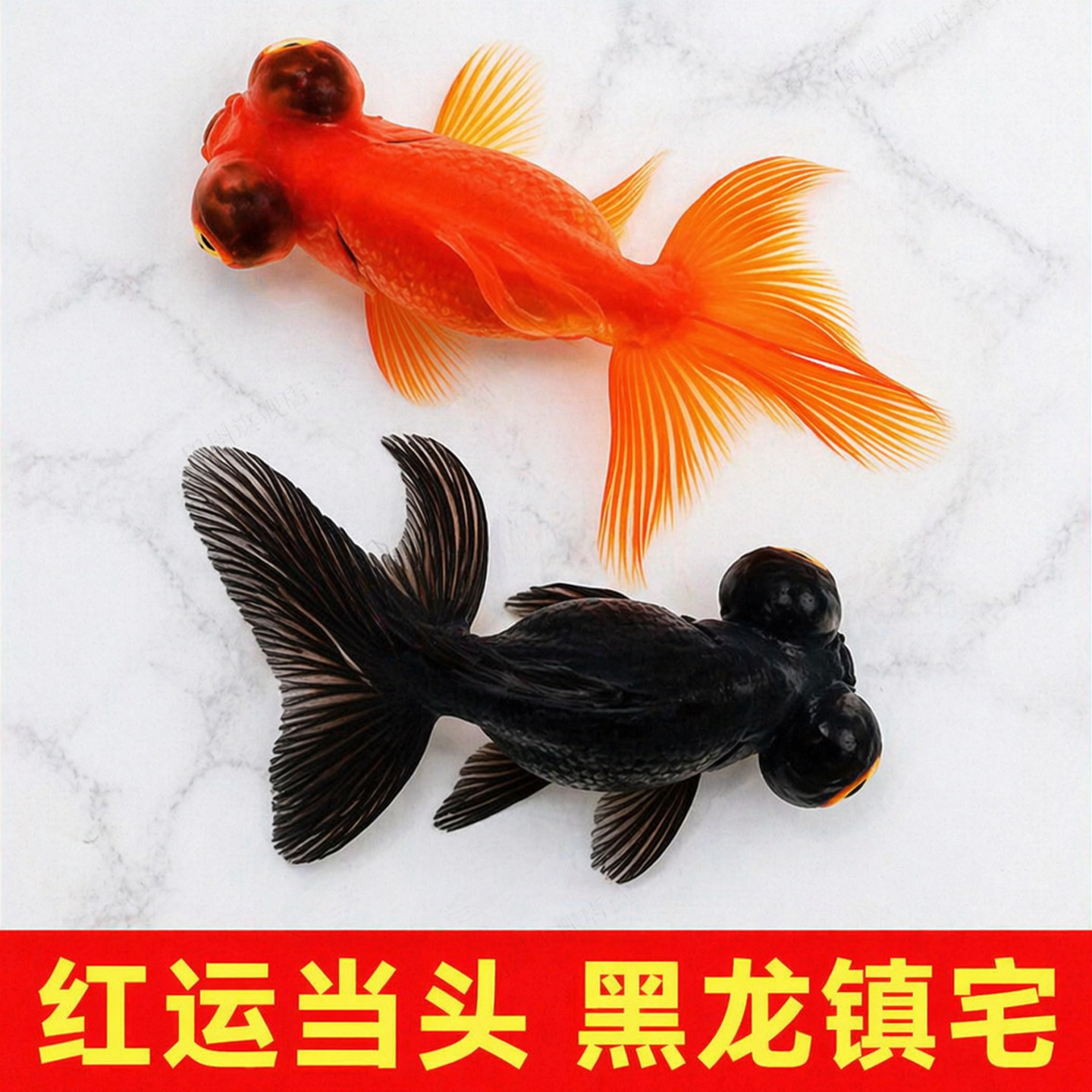 龙睛金鱼黑龙睛冷水鱼小金鱼活鱼淡水锦鲤观赏鱼小型好养耐活鱼