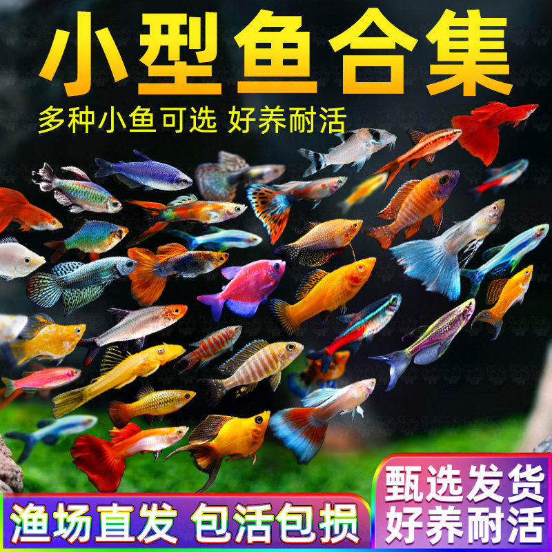 1.5-2cm���������5�� С���ȴ��ƿ������������ 5.02Ԫ