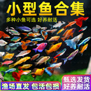 小型热带灯科鱼米奇斑马鱼淡水好养耐活孔雀鱼苗观赏鱼活体