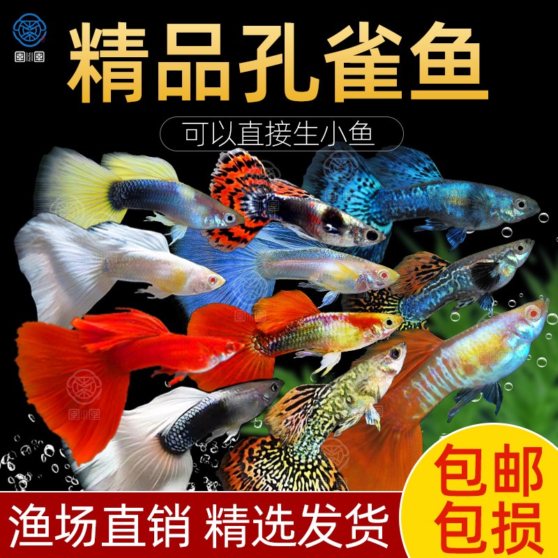 孔雀鱼活体凤尾鱼淡水宠物金鱼