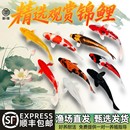 顺丰观赏鱼锦鲤鱼金鱼活鱼冷水鱼懒人鱼淡水小型好养耐活红白三色
