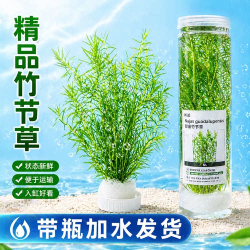 印度小竹节水草阴性懒人新手鱼缸