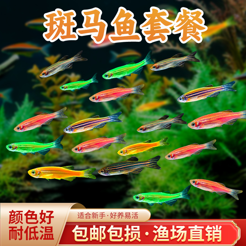 斑马鱼新手彩色热带鱼冷水观赏鱼