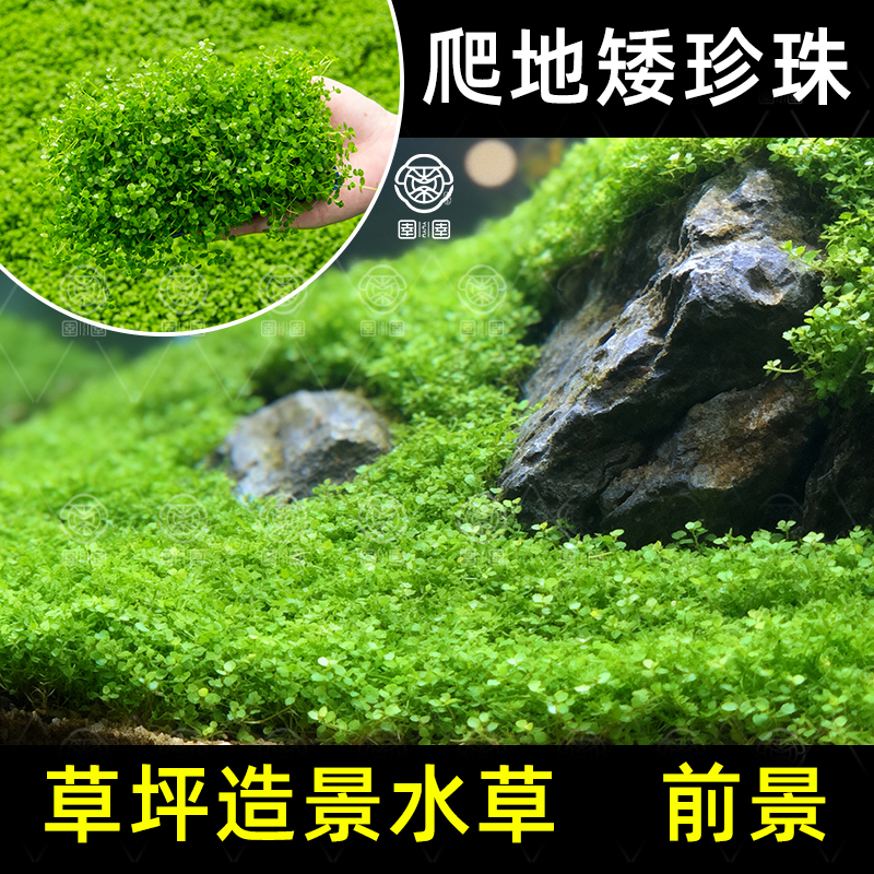 爬地矮珍珠水草日本趴地矮