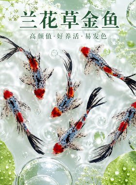 兰花草金鱼冷水鱼观赏鱼鱼缸易存活淡水鱼自来水可养纯种小鱼苗