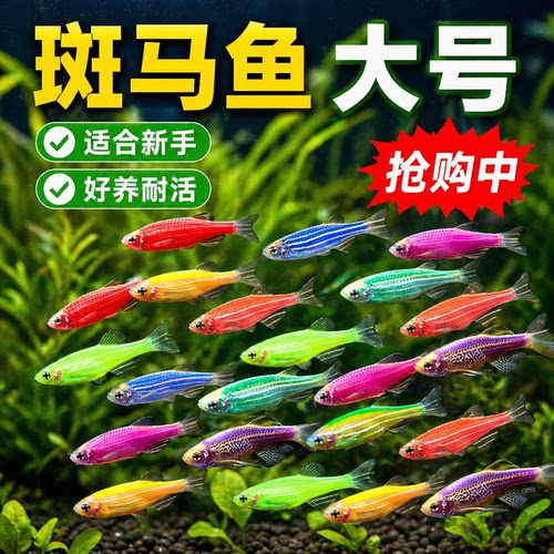 热带观赏鱼七彩斑马鱼红绿灯科鱼小型冷水淡水群游好养活的练手鱼