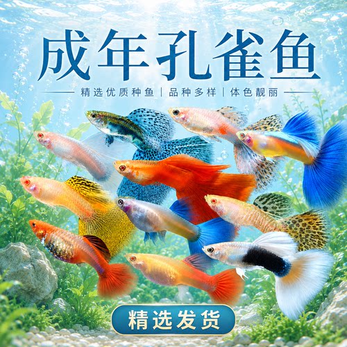 孔雀鱼活鱼观赏鱼纯种小型热带鱼活体淡水好养耐活鱼苗观赏鱼小鱼