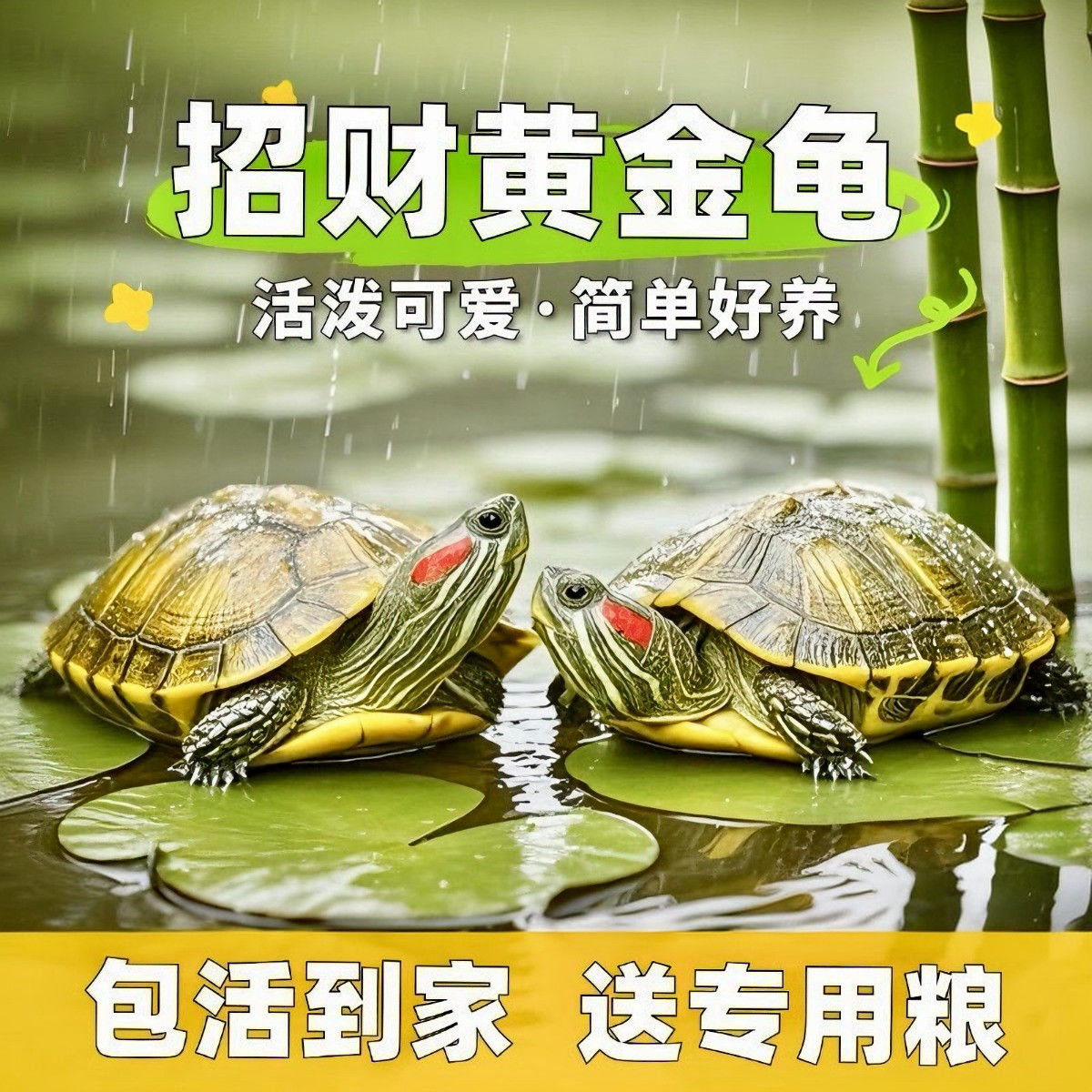 乌龟活物祥瑞黄金巴西龟宠物长寿观赏龟适合家养乌龟苗深水红耳龟