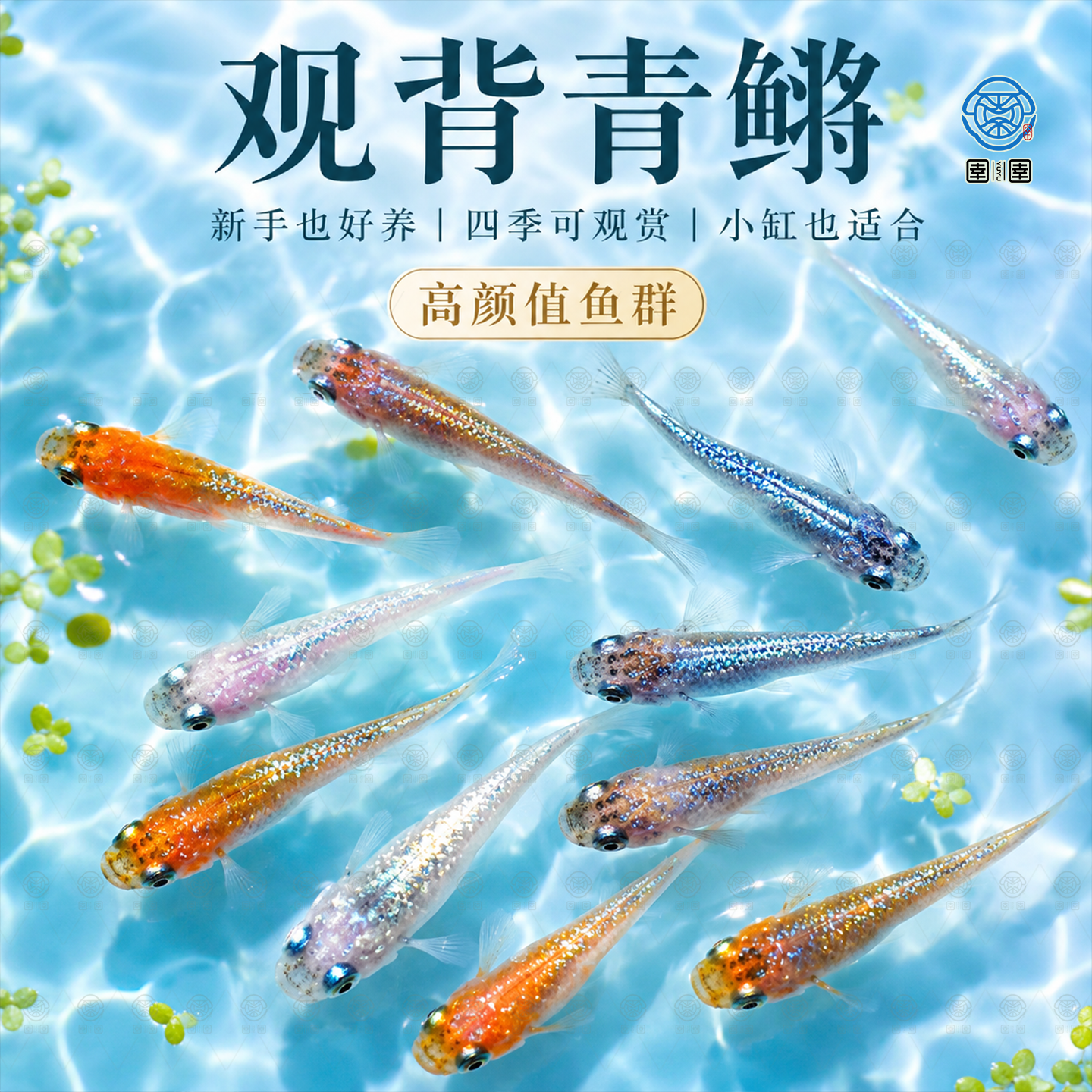 观背青鳉鱼自来水好养耐活体精品冷水鱼青将小型观赏鱼生态缸家养