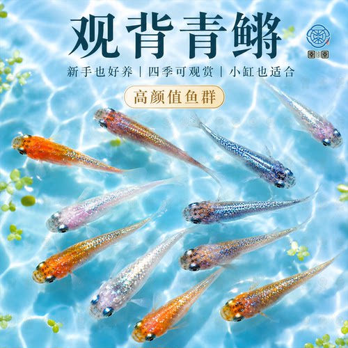 观背青鳉鱼自来水好养耐活体精品冷水鱼青将小型观赏鱼生态缸家养