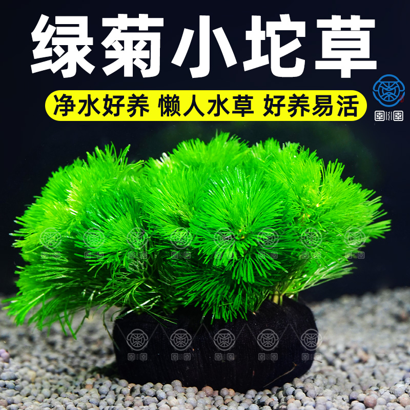 沉底杯绿菊水草坨草鱼缸造景